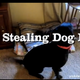 Illustration for article titled All Cats Do Is Steal Dog Beds, and Theres Nothing You Can Do About It